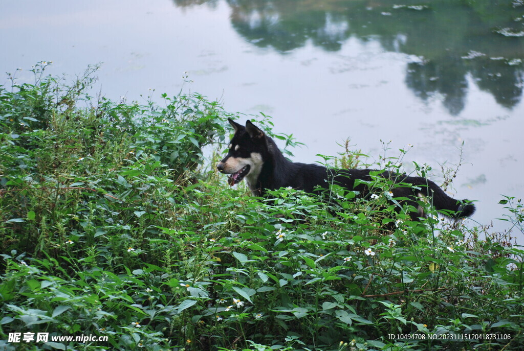 中华犬