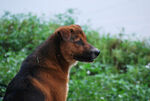 农村猎犬