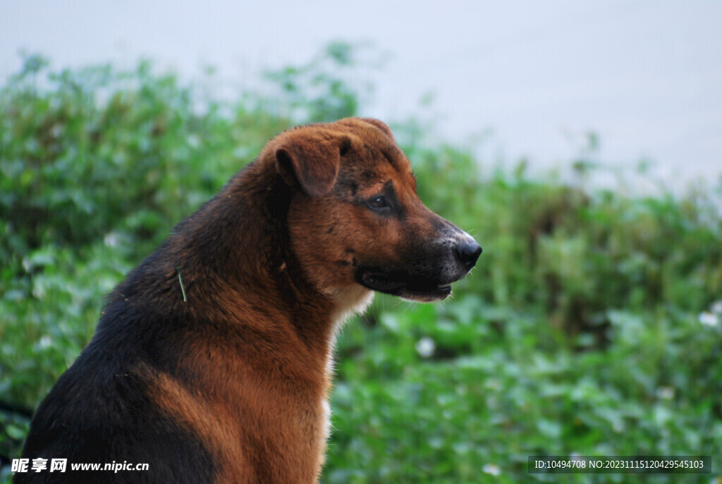 农村猎犬