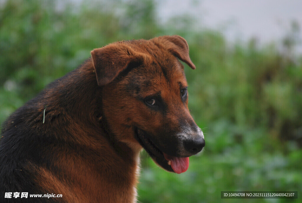 中华太行犬