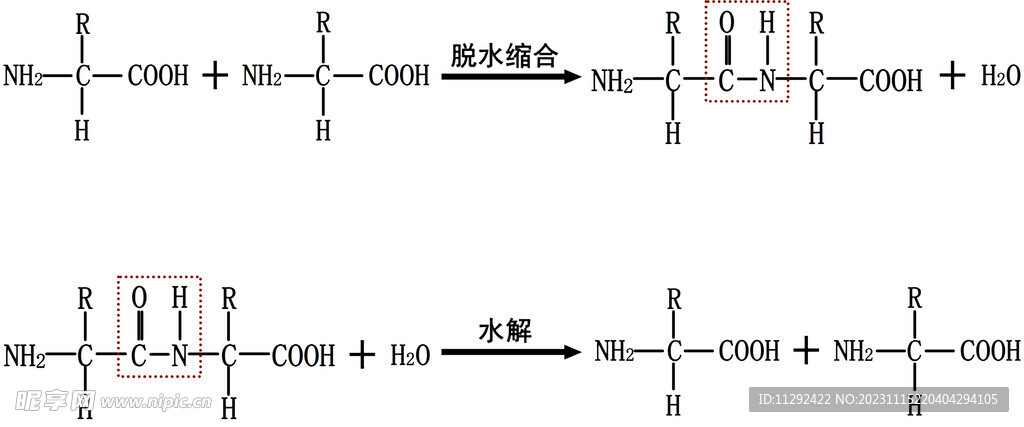 脱水缩合和水解