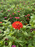 百日菊