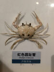 海洋生物