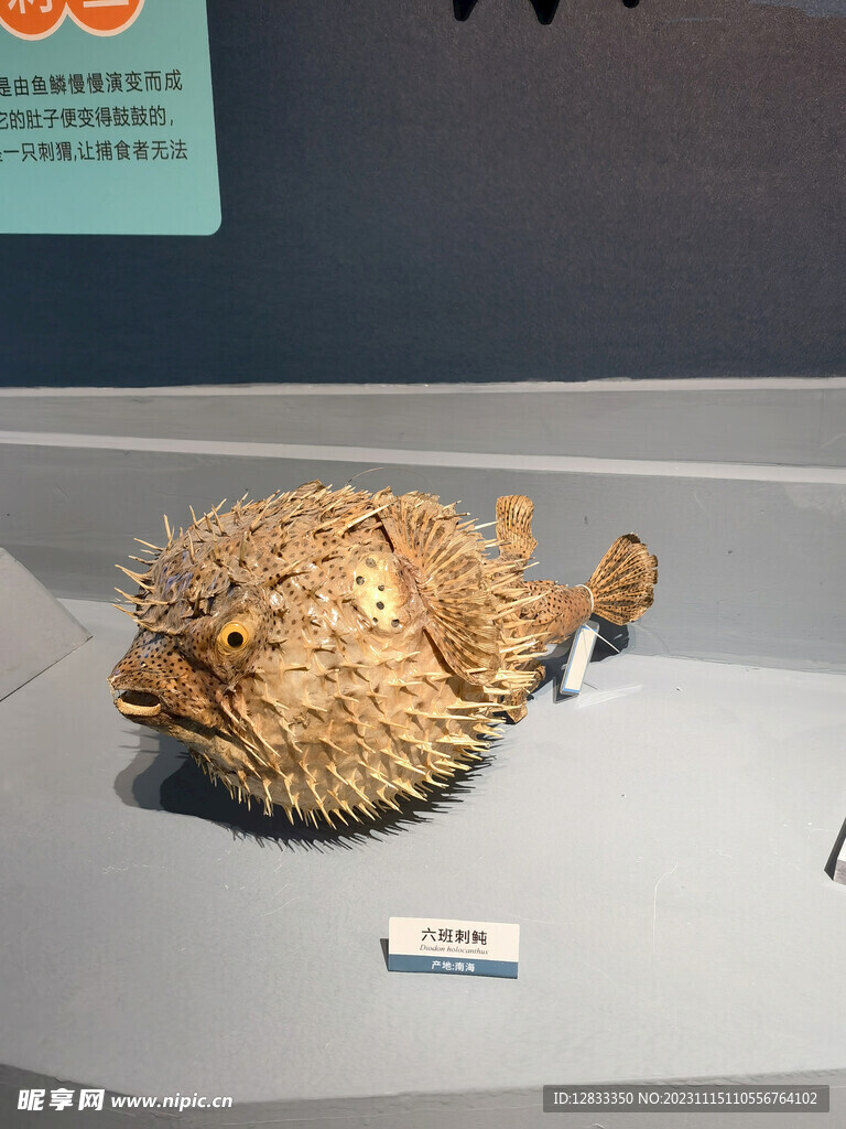 海洋生物