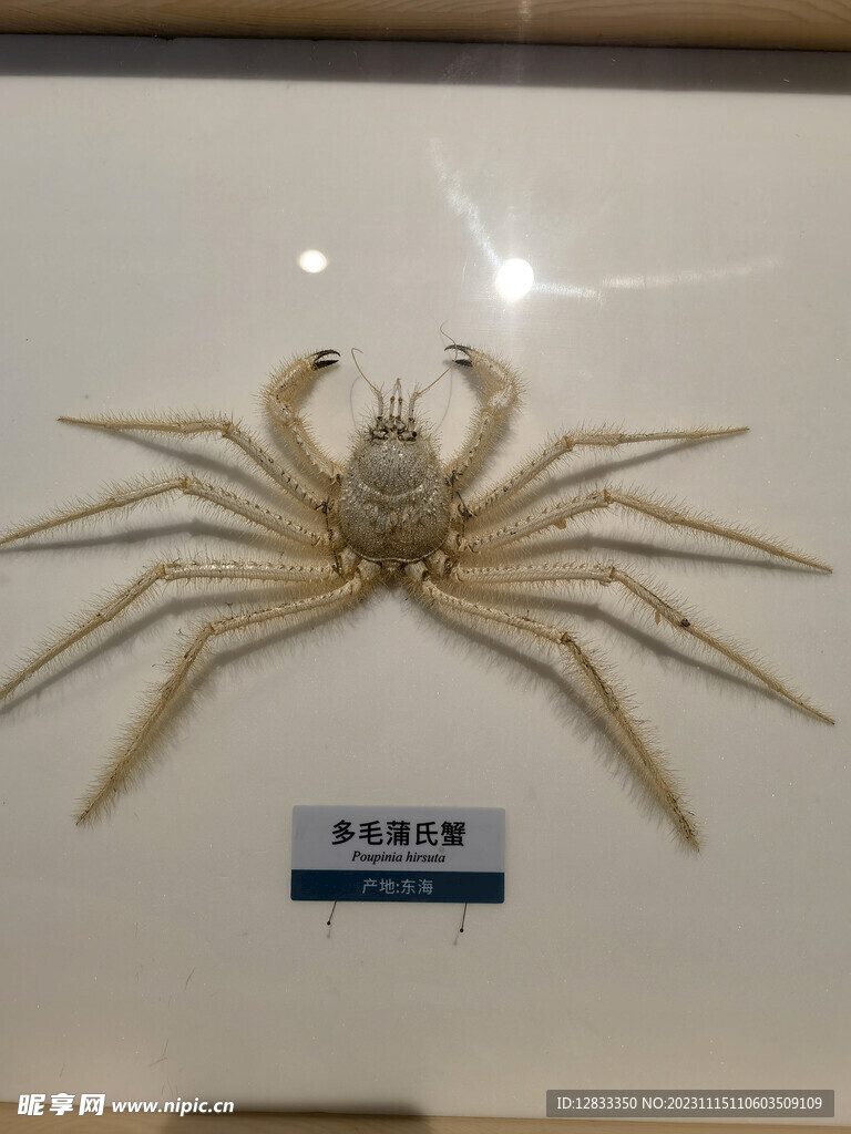 海洋生物