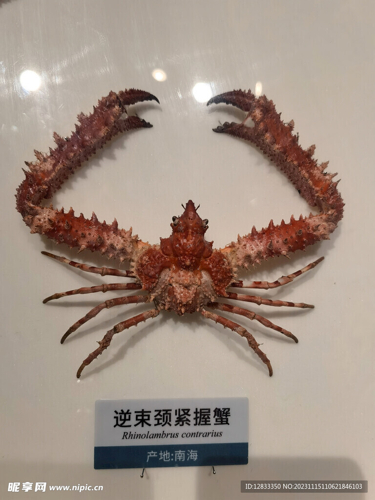 海洋生物