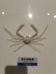 海洋生物