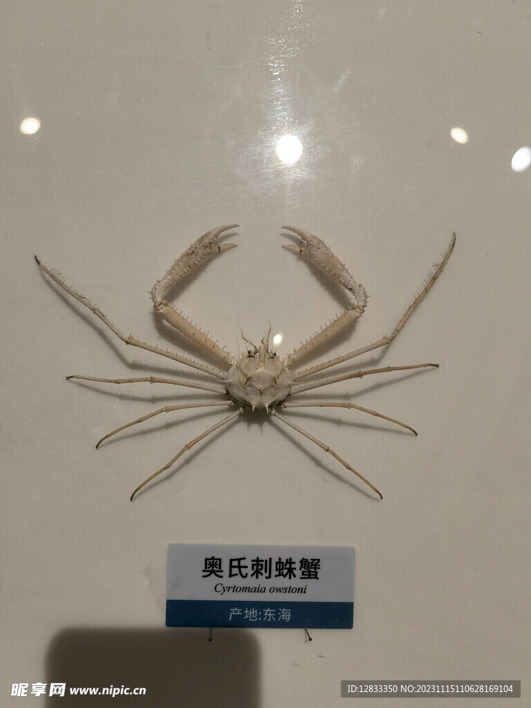 海洋生物