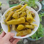 泡椒