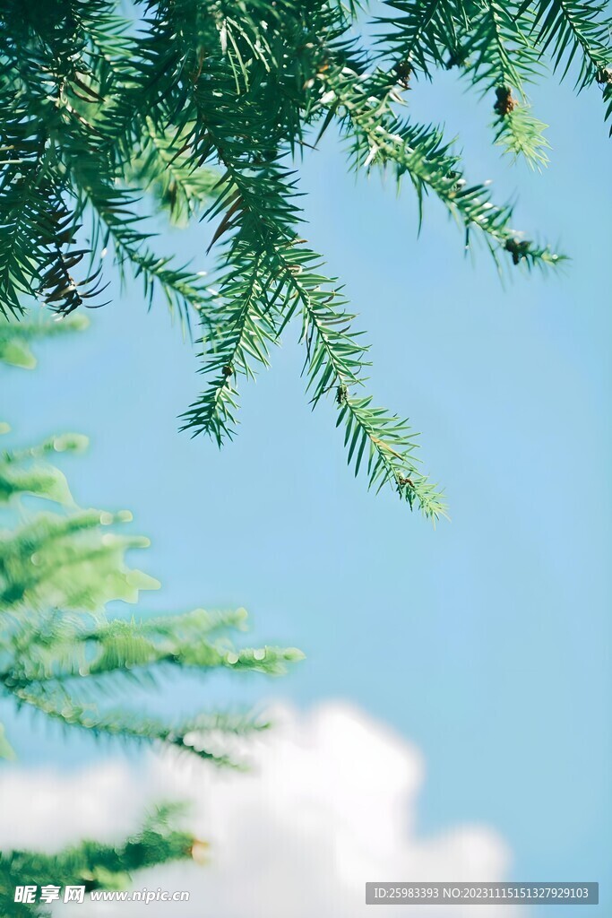 校园的树