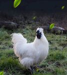 乌鸡饲养