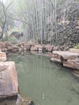 竹林山水