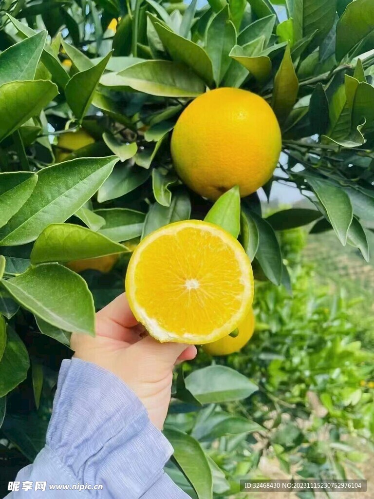 脐橙