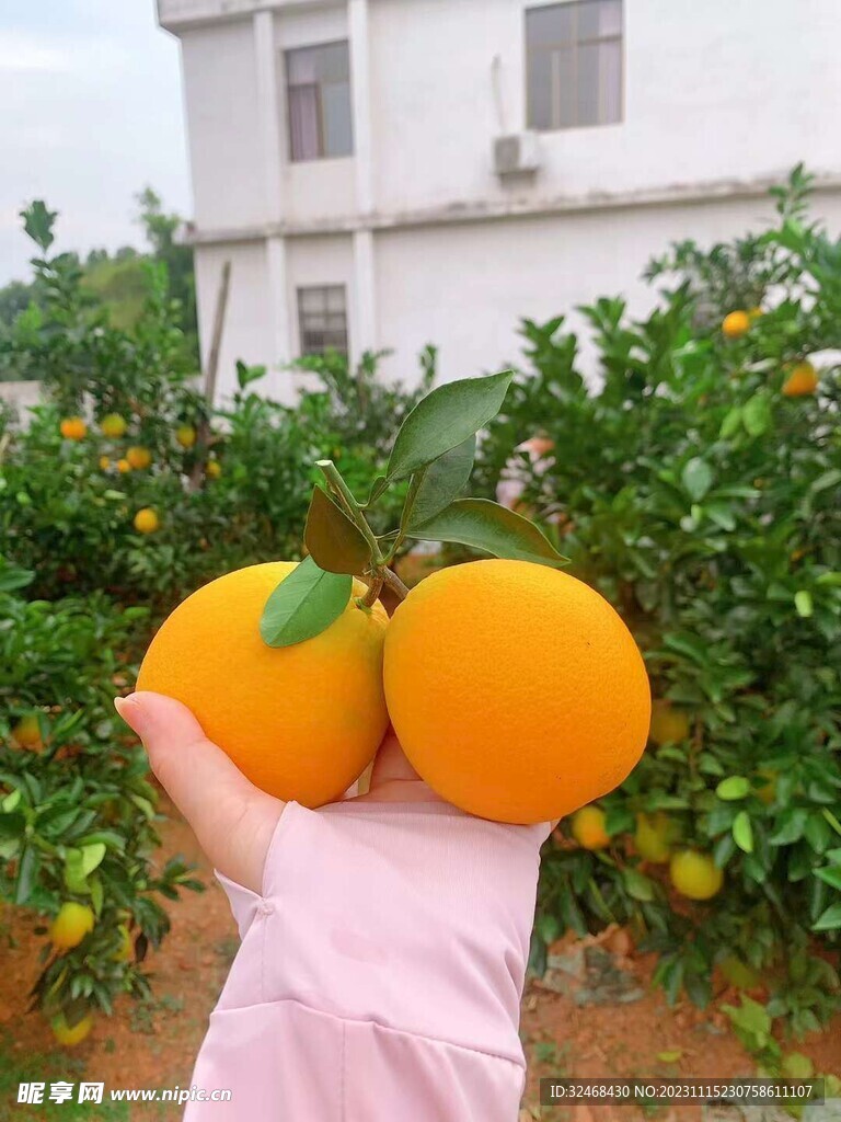 脐橙