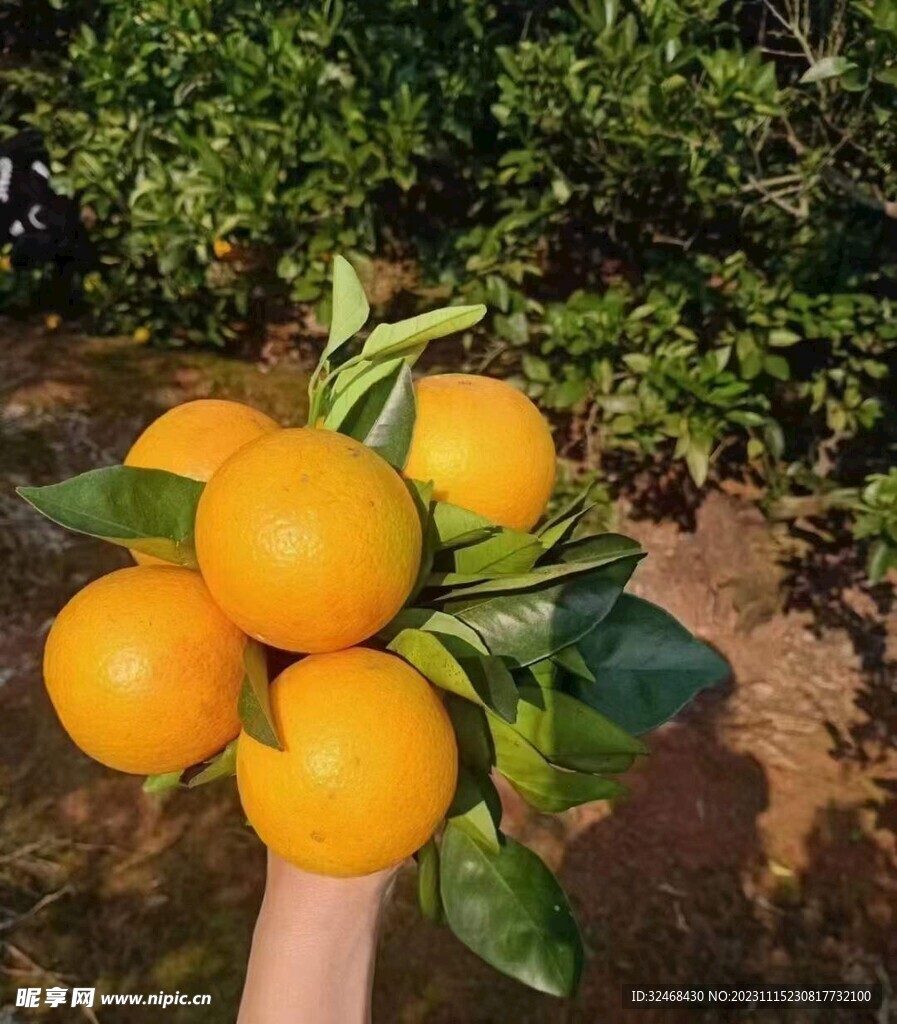 脐橙