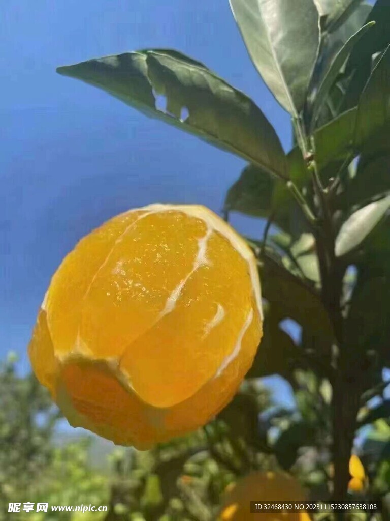 切开脐橙