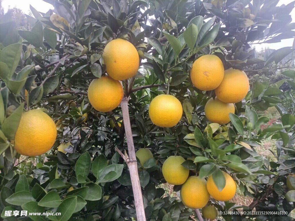 脐橙