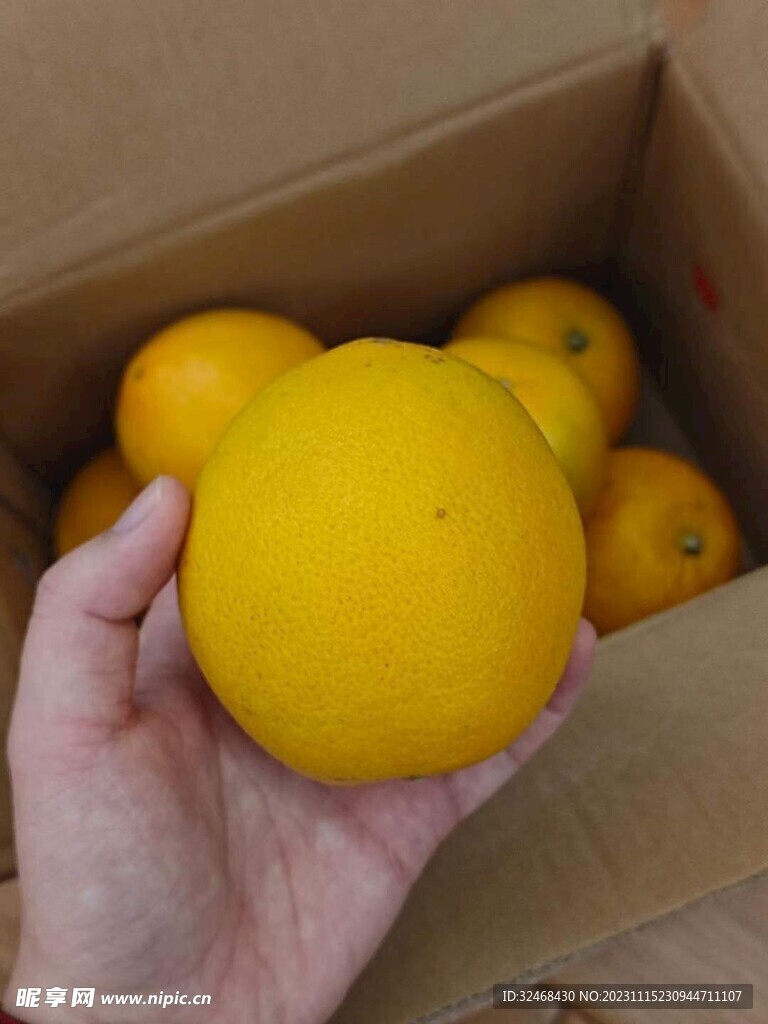手拿脐橙
