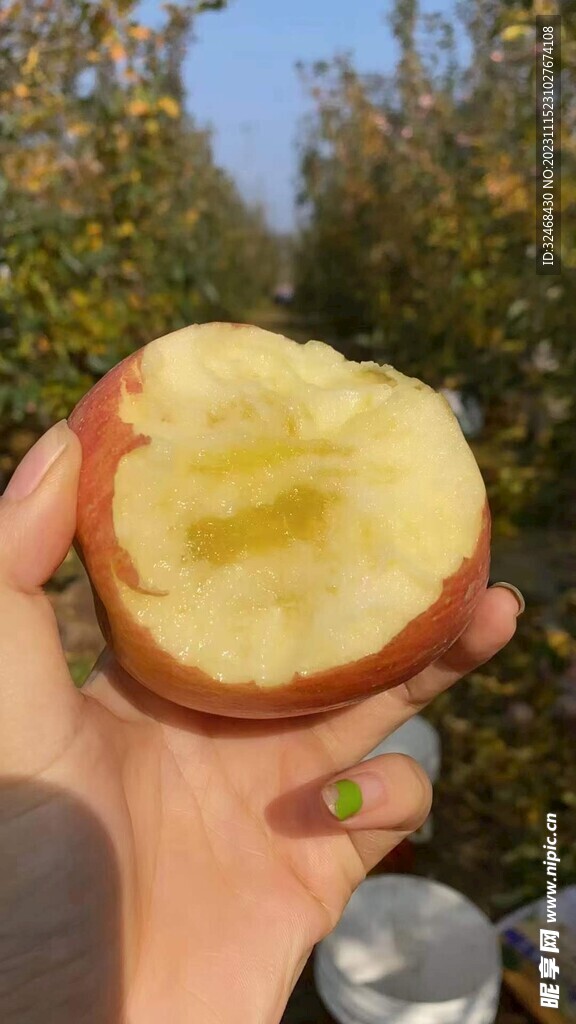 苹果
