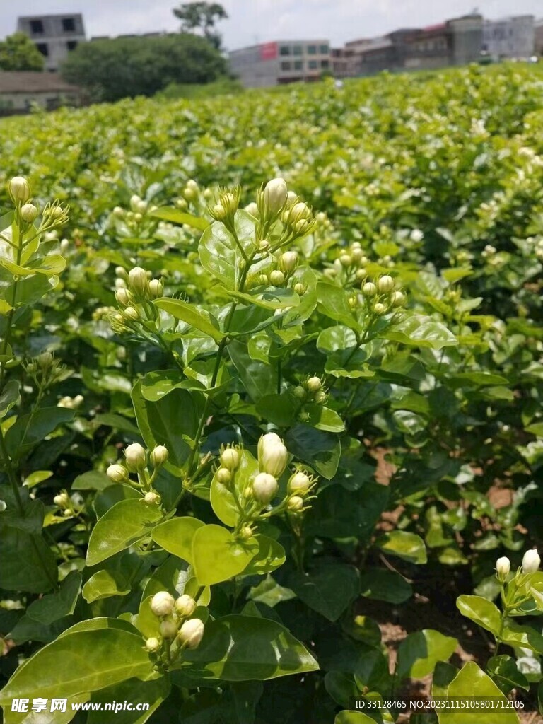 茉莉花