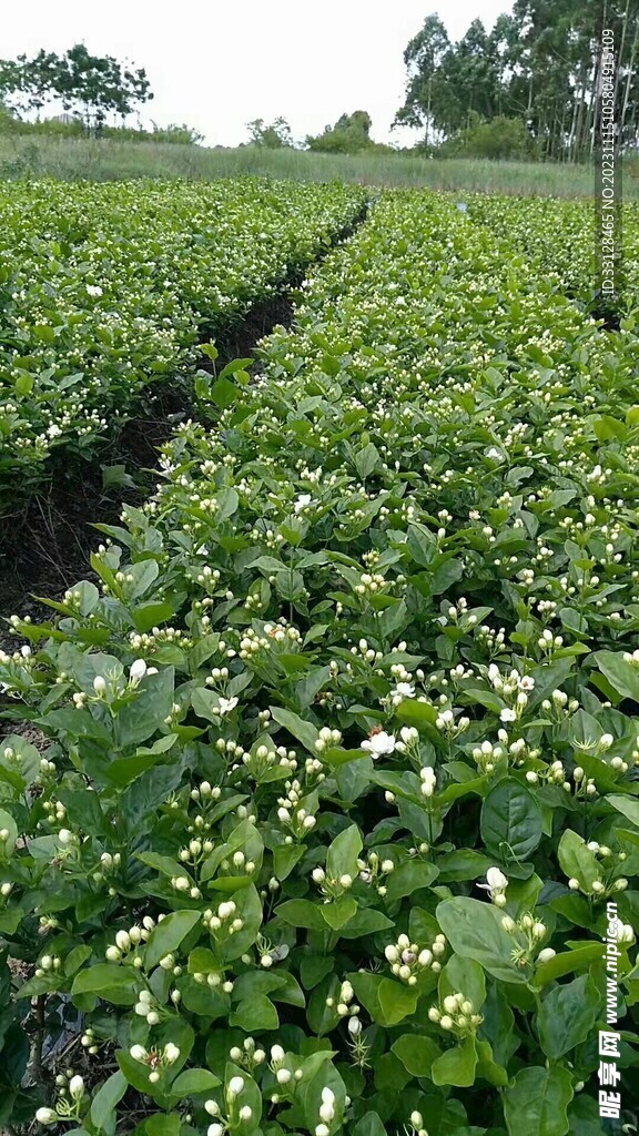茉莉花