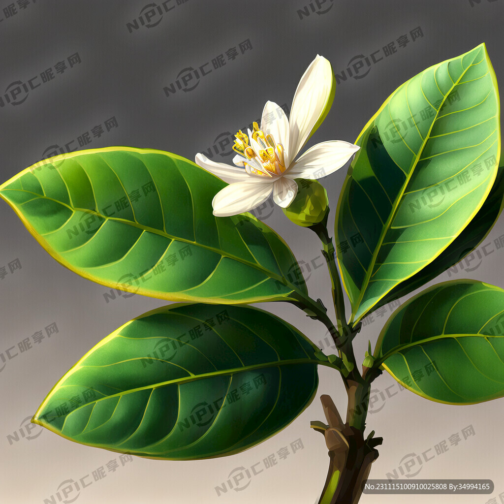 绿植花叶柠檬