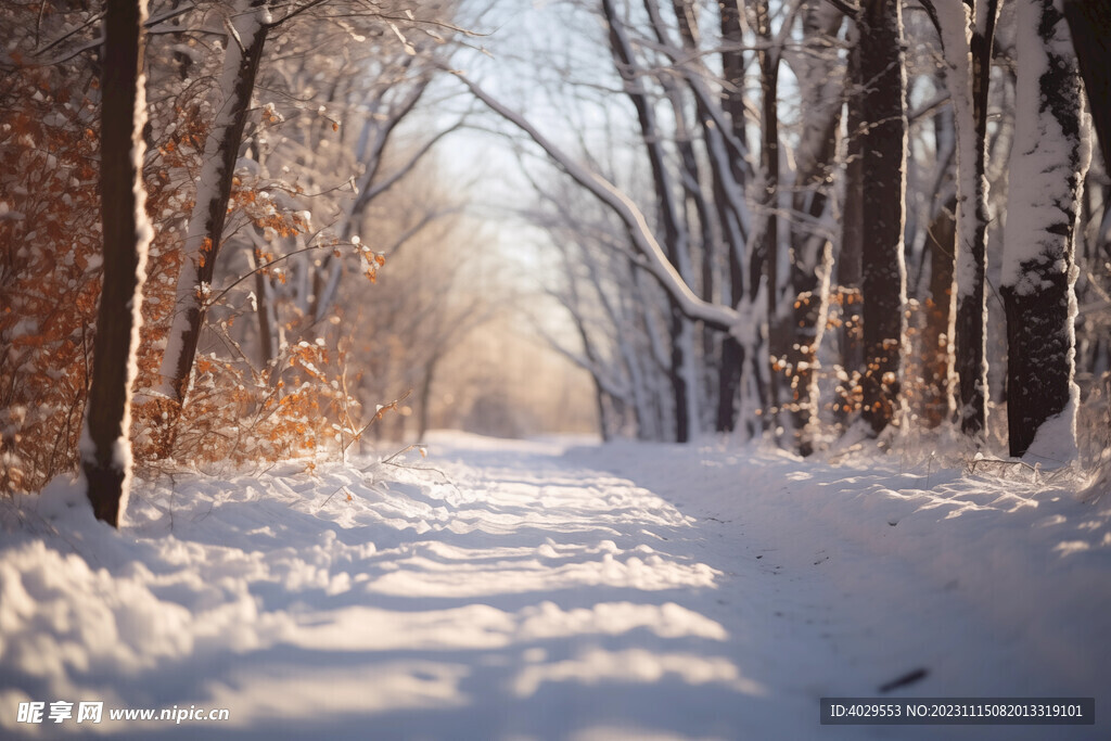 林间小路雪景