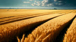 俯视的金色麦田，中间为圆形空地，空地周边麦穗分明