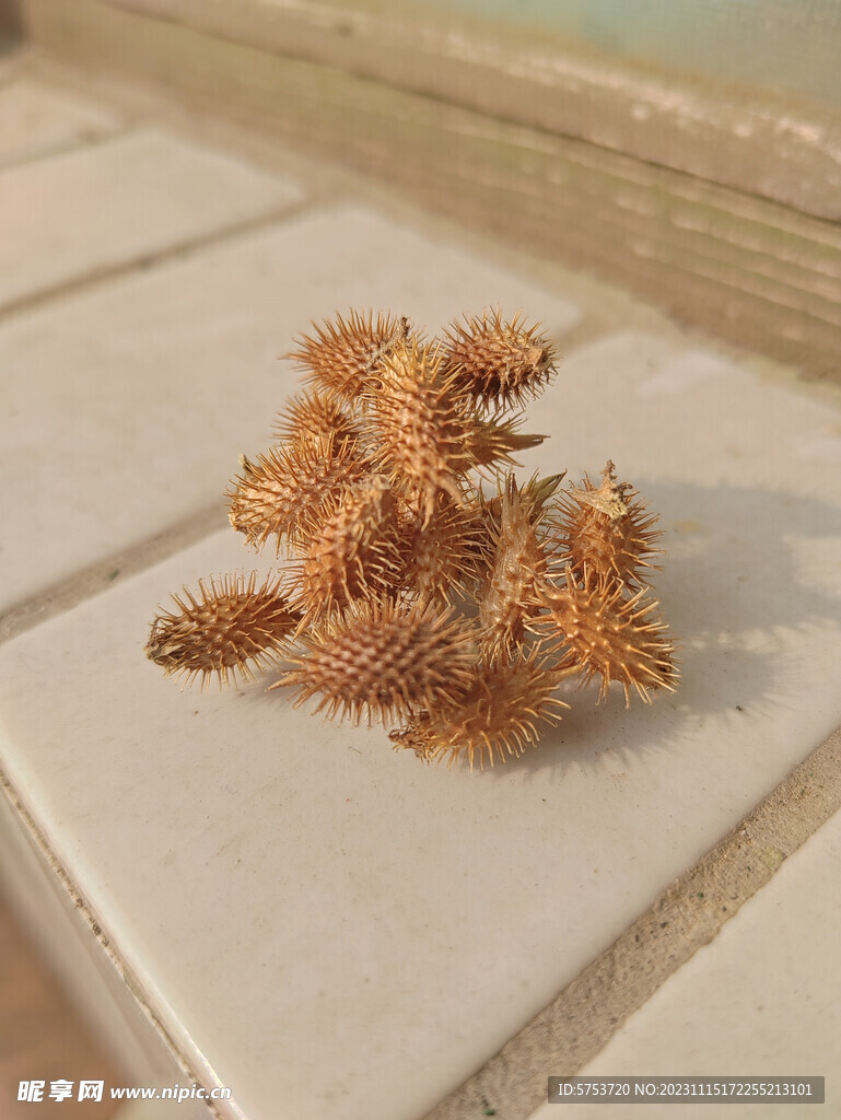 苍耳2