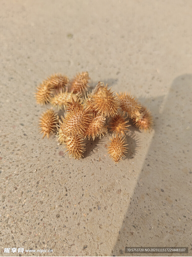 苍耳