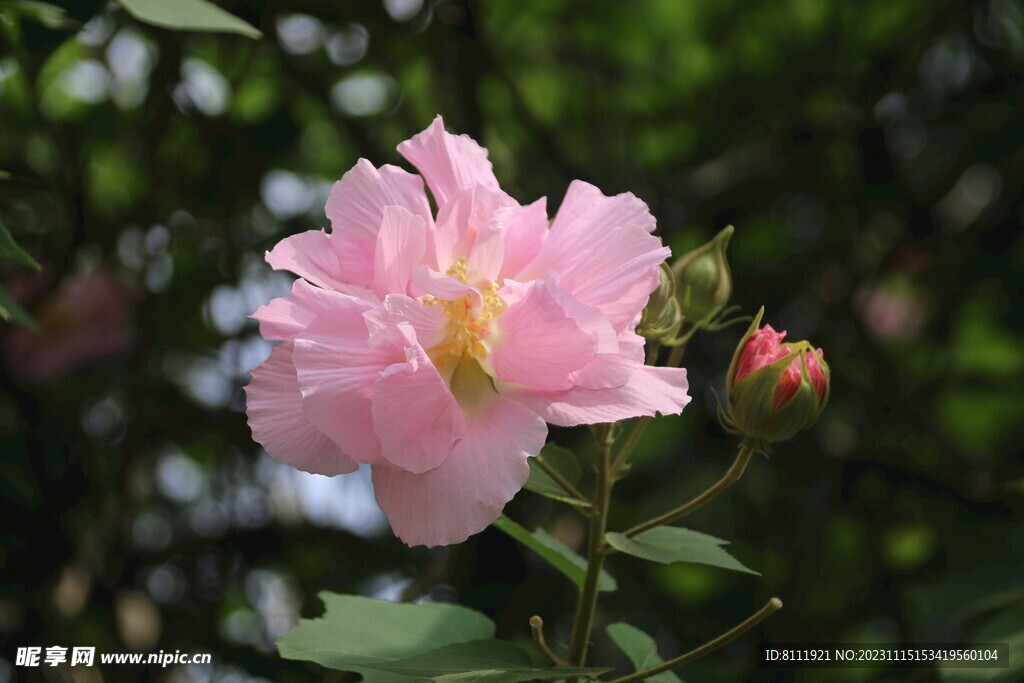 芙蓉