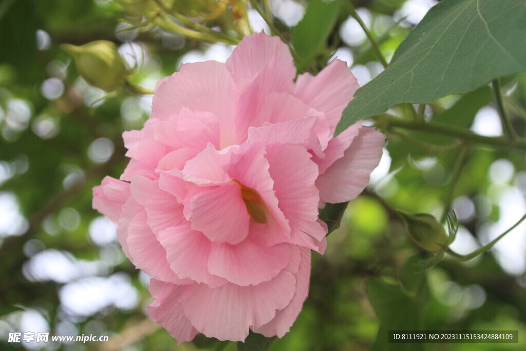 芙蓉花