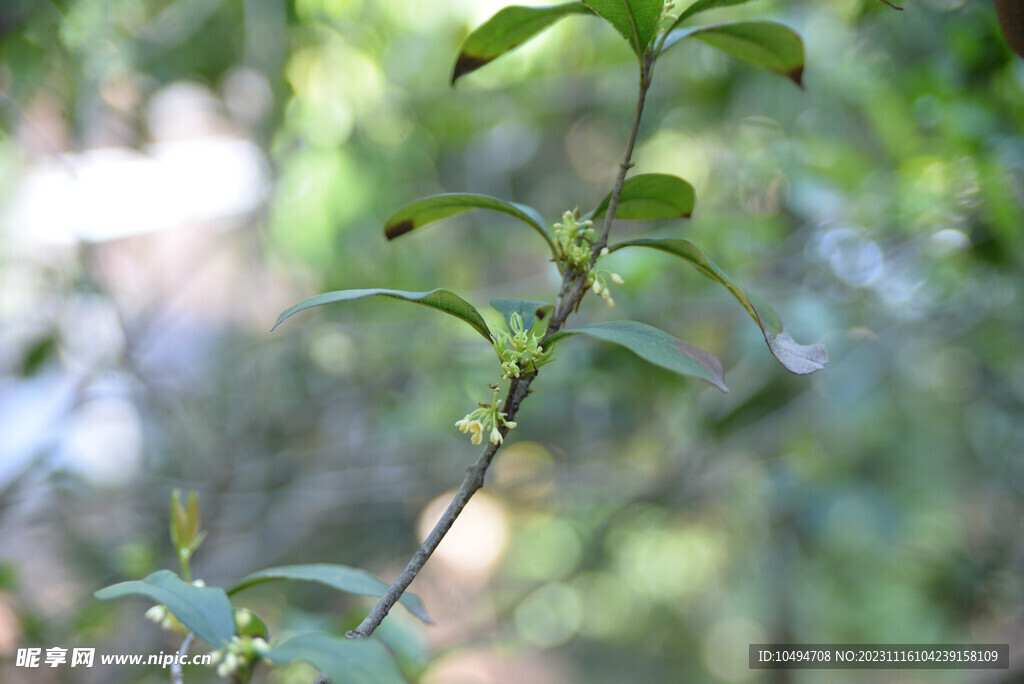 桂花