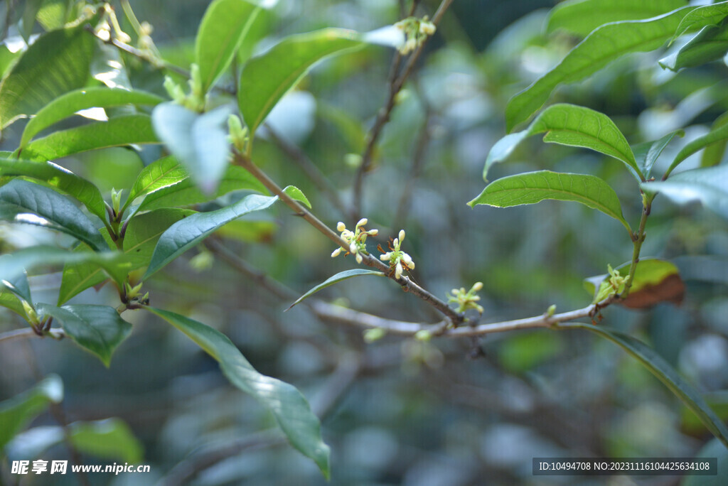 桂花树