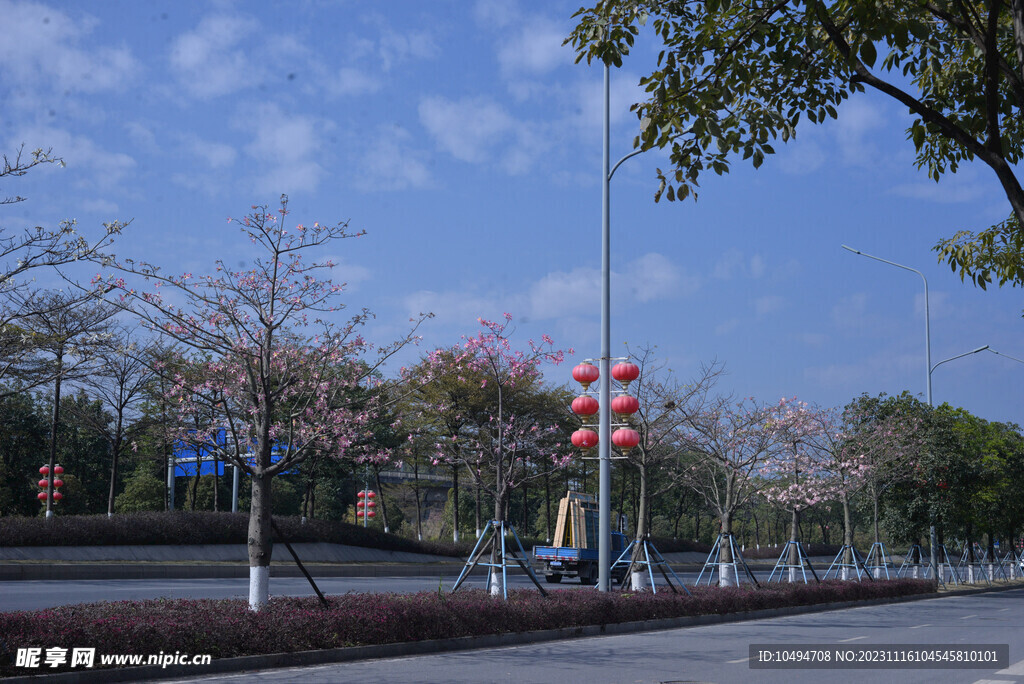 紫荆花城市道路