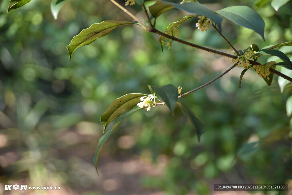 桂花