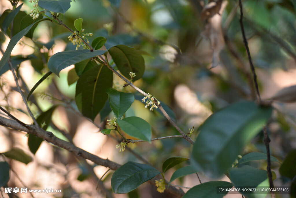 桂花树枝