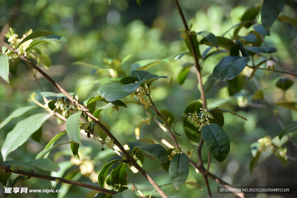 桂花树