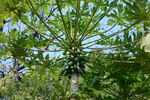 木瓜树