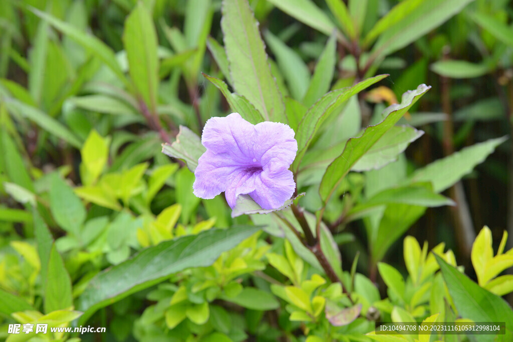 翠芦莉