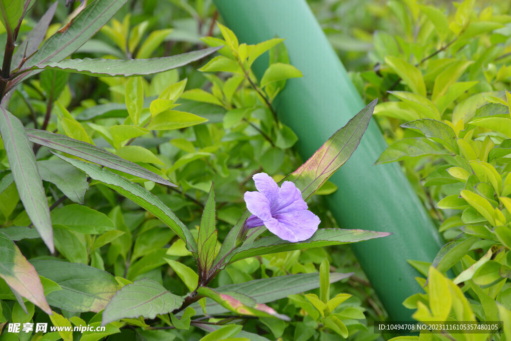 翠芦莉