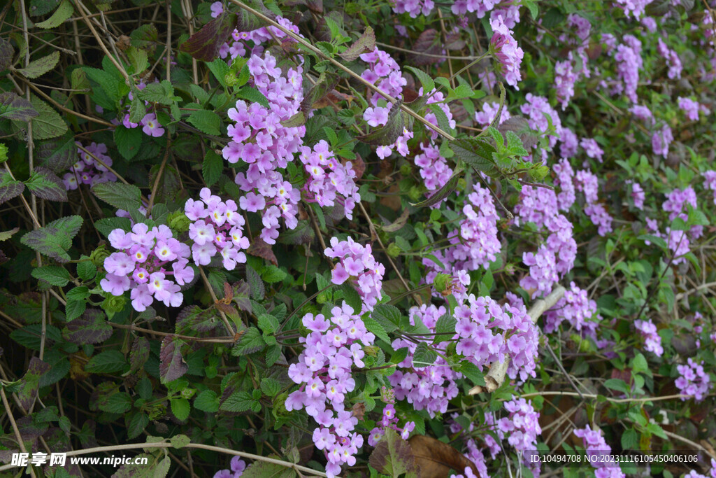 紫花马缨花