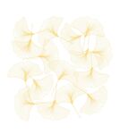 花瓣花纹