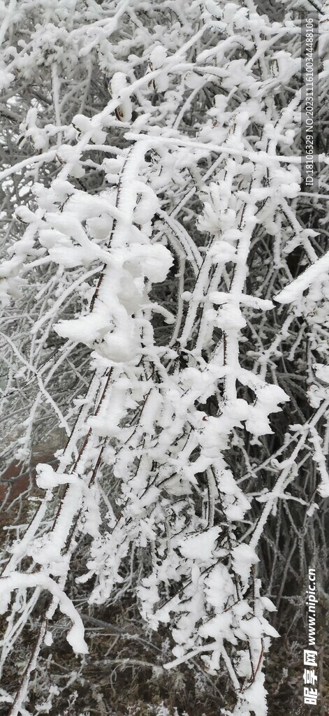 圣洁的白雪 