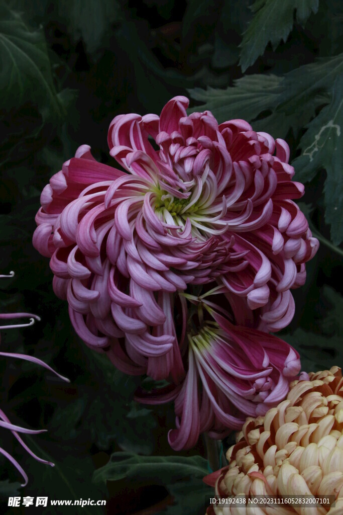 菊花