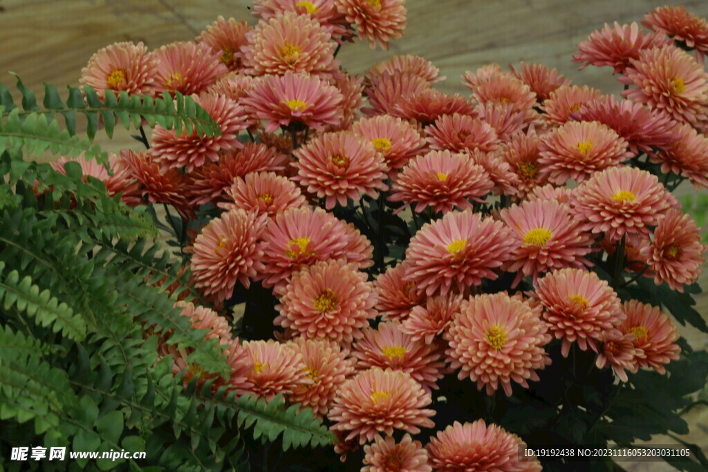 菊花 