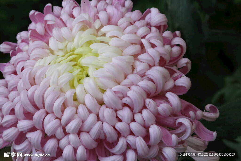 菊花