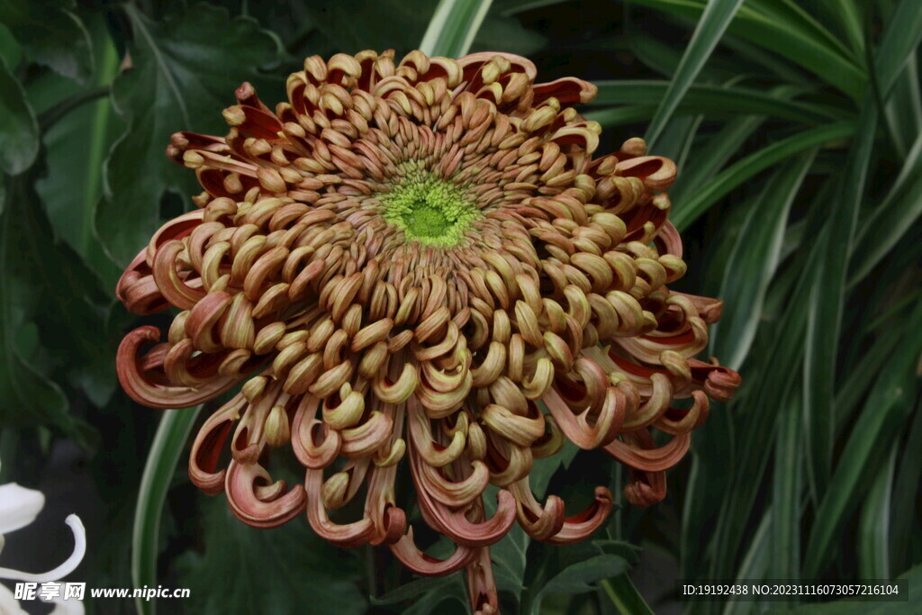 菊花 