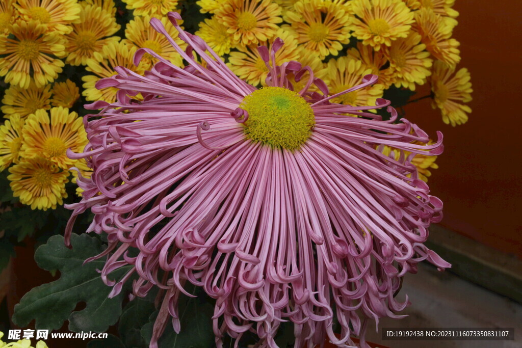 菊花
