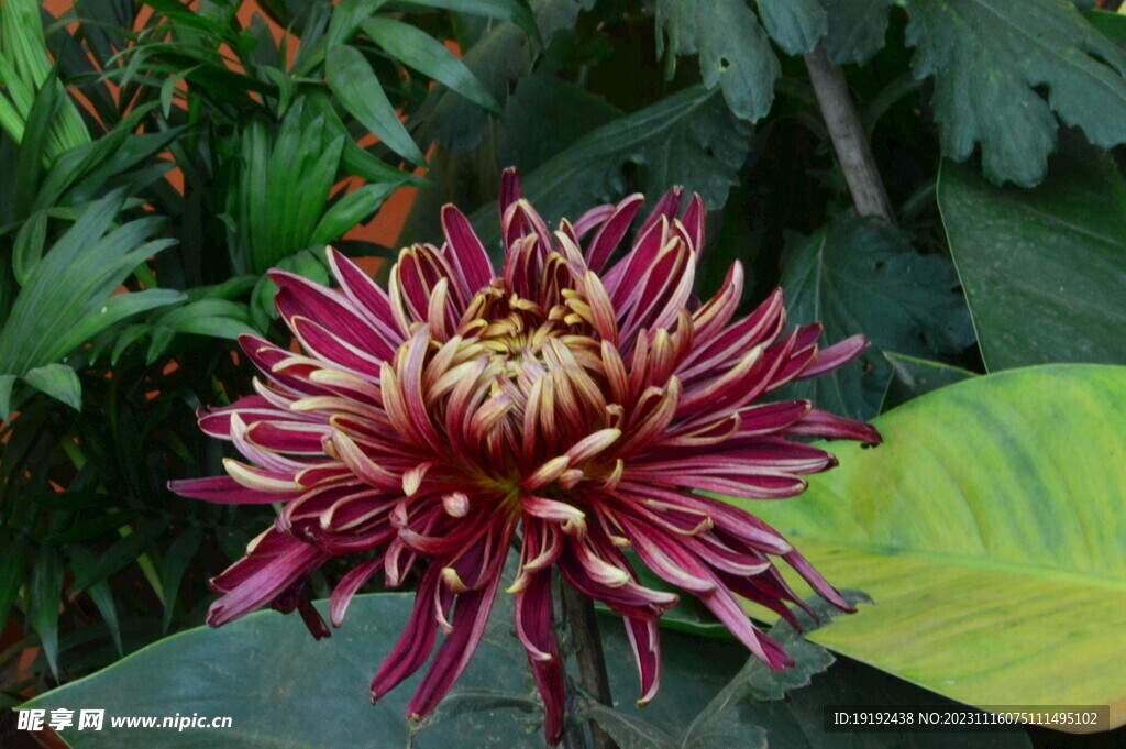 菊花
